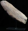 Triceratops Horn With Stand - North Dakota #62734-1